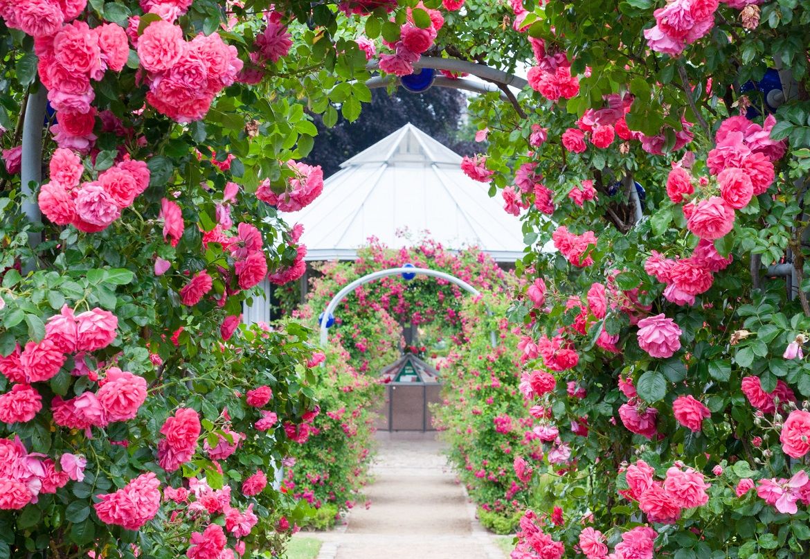 rose-pink-archway.jpg