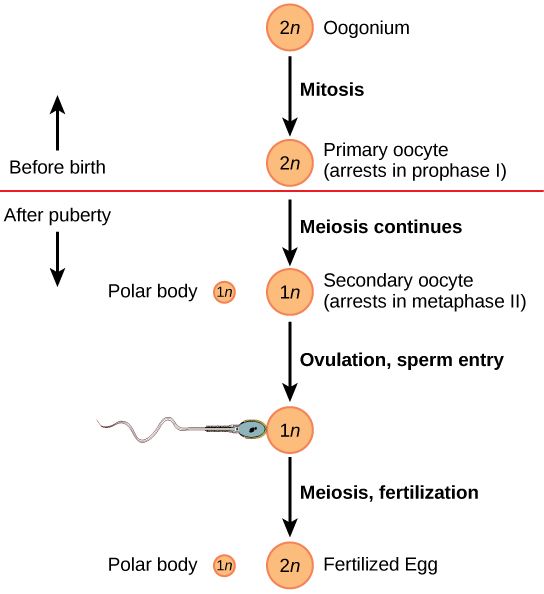 Figure_43_03_06.jpg