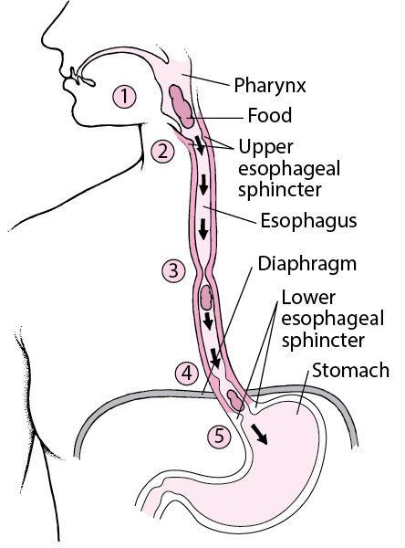 ۱۴-۴۶-۱۹-gi-how-the-esophagus-works-v2.gif