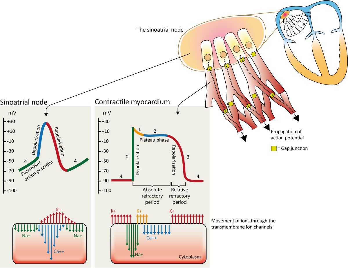 cardiac-automaticity-membrane-potential-action-potential-sa-av-node-ecg.jpg