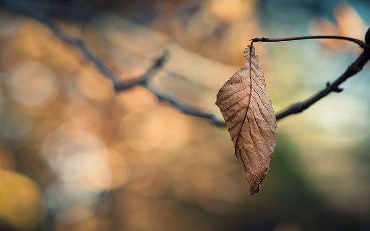 cold-sadness-autumn-leaves-wallpaper-preview.jpg