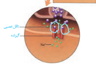 1698758181464-screenshot-2023-10-31-at-16-46-02-biology-11.indd-000-160-c111216.pdf.png