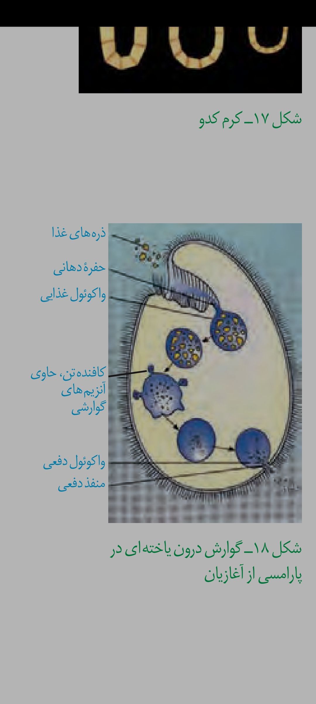 Screenshot_۲۰۲۳-۱۱-۲۴-۱۲-۴۴-۲۳-۷۴۲_com.google.android.apps.docs.jpg