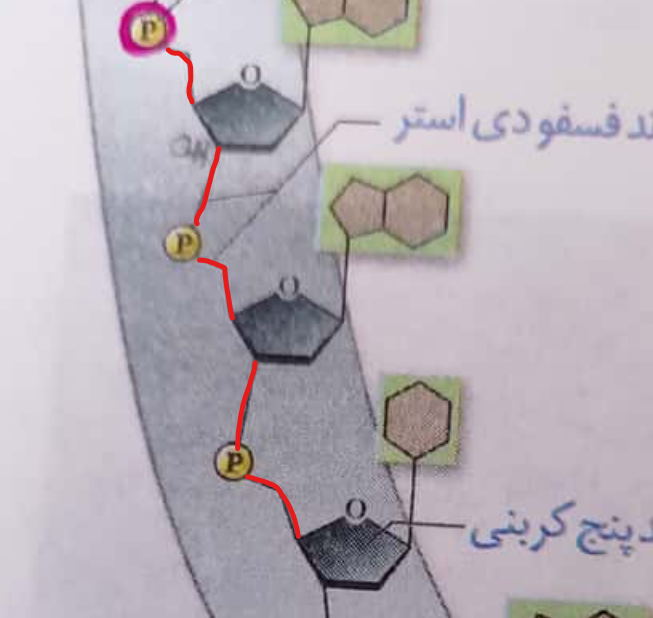 فسفواستر.png