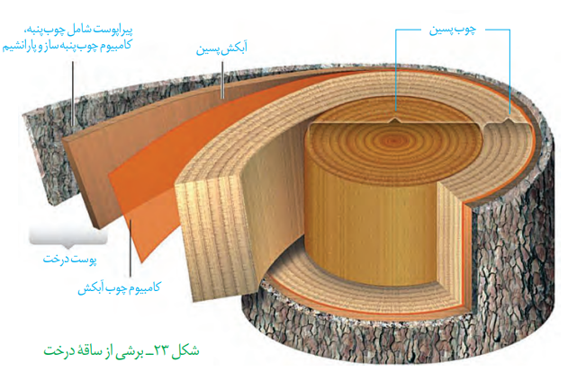 74cf093f-1b3a-48fe-bc25-cab59ea9082a-image.png