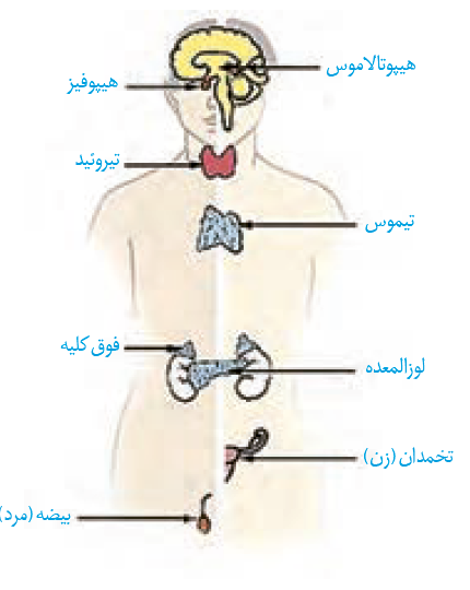 غدد-درون-ریز.png