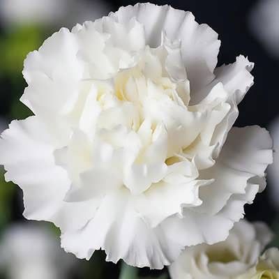 a-carnation-white-flower.jpg