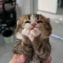 بابونــــه