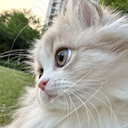 Narges_