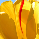 پریا فضل الله