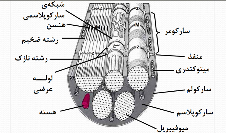 0_1480614063125_ماهیچه انسان.png